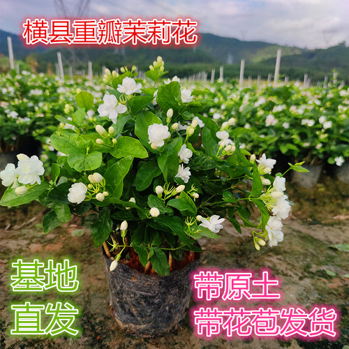 带花苞横县茉莉花盆栽阳台窗台庭院开花浓香花卉绿植茉莉花苗