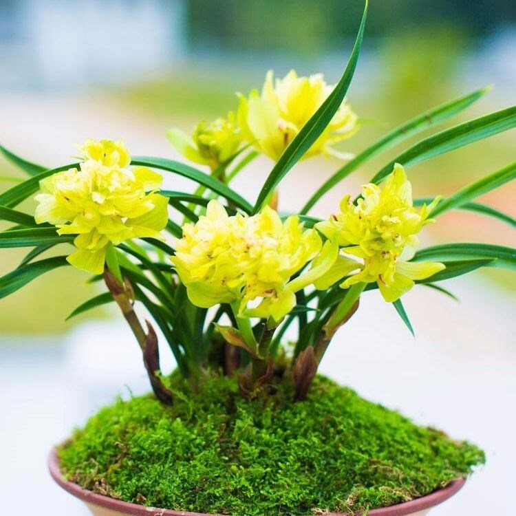 包邮兰花苗客厅花卉阳台盆栽浓香老种兰花春兰黄金牡丹自然养殖