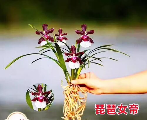 清仓价 金边兰花 特漂亮琵琶女帝 四季开花 净化空气室内兰花矮种