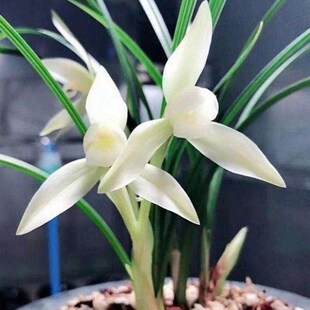 包邮兰花苗阳台花卉绿植浓香盆栽春兰雪影漏风漏雨自然种植