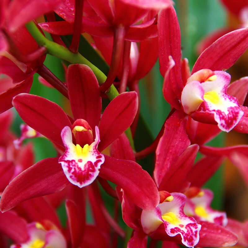 浓香型新款阳台兰花苗建兰四季兰红双喜盆栽种子花卉客厅不带花苞