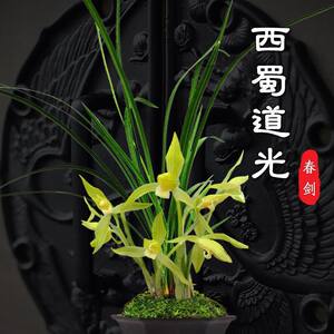 兰花春剑西蜀道光绿植花卉盆栽易活四季室内好养植物