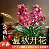 开花 清仓价 四季 特漂亮金鼎红 净化空气室内兰花矮种 金边兰花