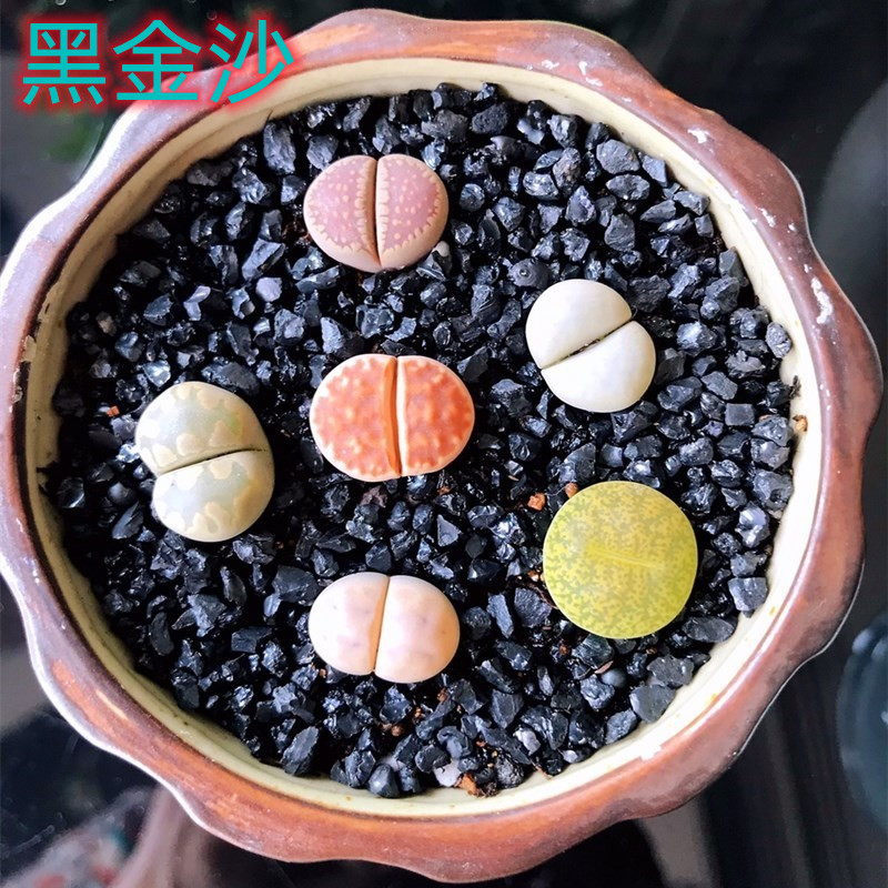 黑金沙多肉铺面砂颗粒玉露生石花红宝石桃蛋钱串园艺造景鱼缸底沙,鲜花速递/花卉仿真/绿植园艺,介质/营养土,淘宝优惠券,粉丝福利购,淘宝优惠卷