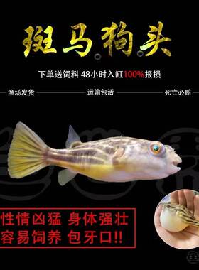 斑马狗头淡水河豚鱼班马热带宠物鱼观赏鱼会吹气的凶猛小型鱼活体