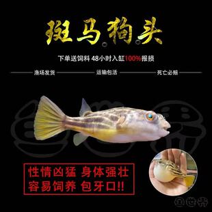 斑马狗头淡水河豚鱼班马热带宠物鱼观赏鱼会吹气的凶猛小型鱼活体