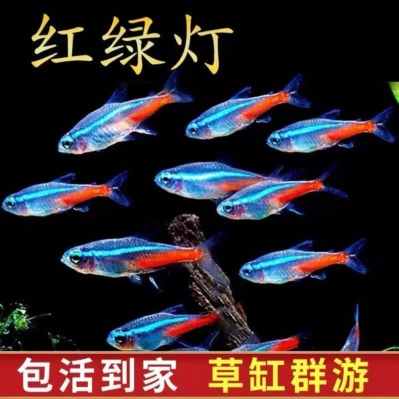 红绿灯小型灯科鱼孔雀鱼热带观赏鱼淡水宝莲灯鱼活体鱼群游鱼包邮