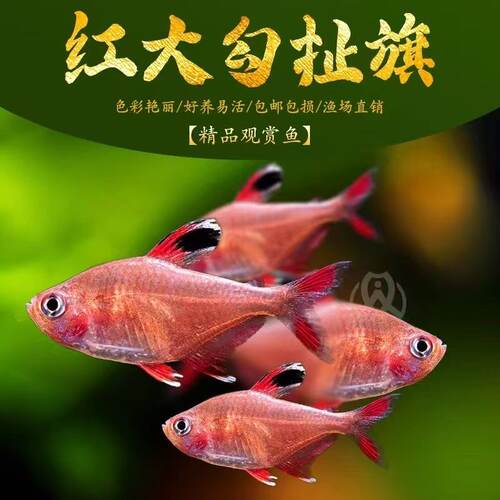 红大勾鱼白翅玫瑰红尾红衣梦幻扯旗南美造景风格群游鱼小型热带鱼