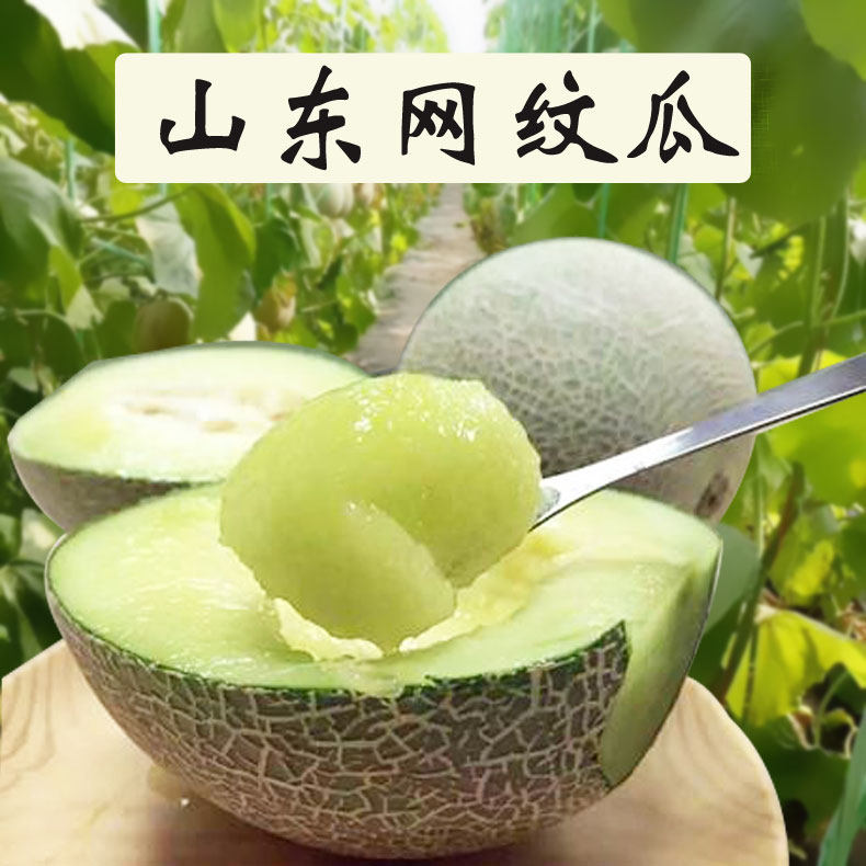 4.5-5斤山东网纹瓜口蜜哈密甜瓜时令水果孕妇儿童包邮3个月单品