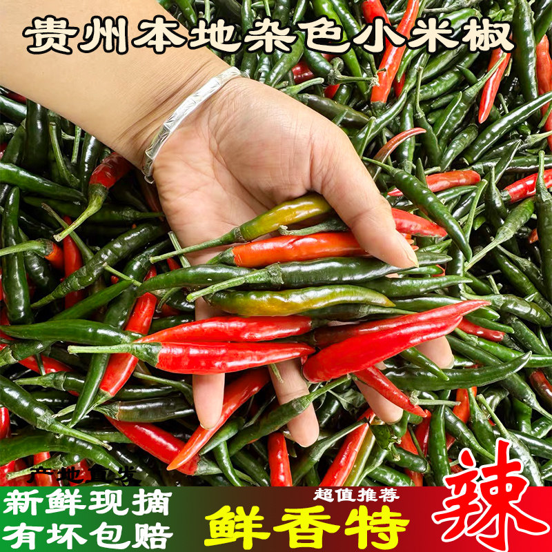 贵州本地新鲜杂色小米椒小米辣青红酱紫色新鲜现摘农家自种辣椒