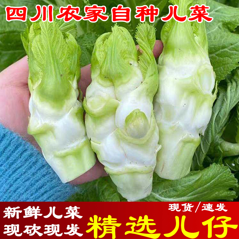 只发儿仔新鲜现挖现发