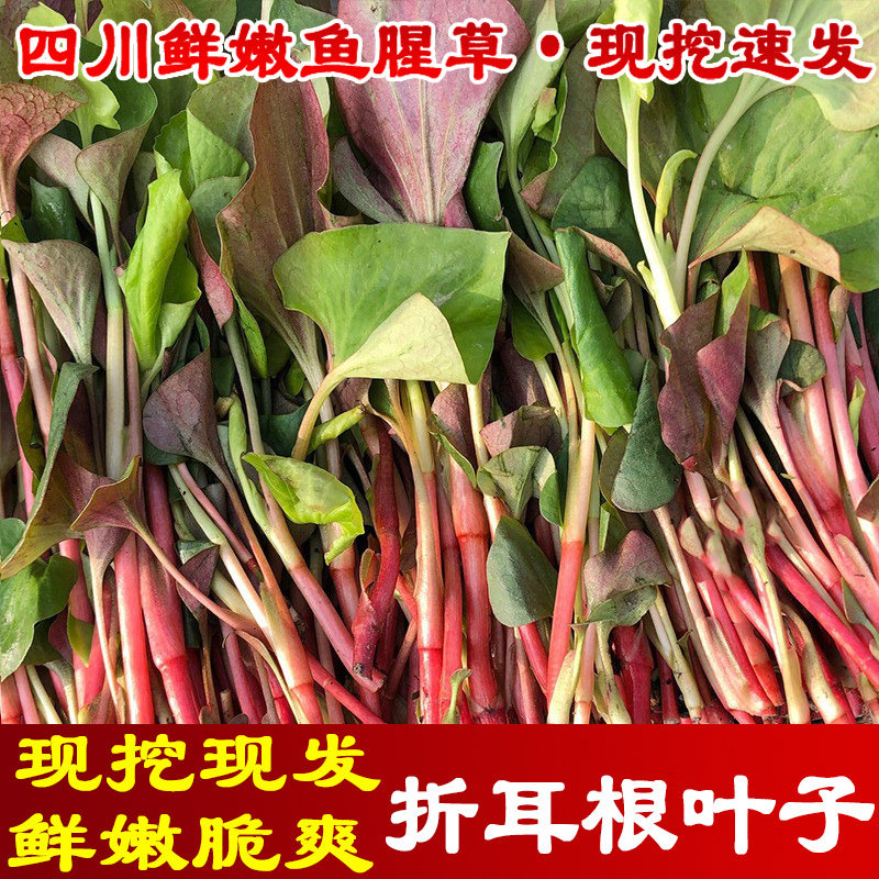 现挖四川鱼腥草新鲜折耳根叶子节节根凉拌猪鼻孔叶子