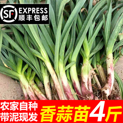 顺丰包邮！新鲜蒜苗现拔现发红皮青蒜苗大蒜苗蔬菜带泥发货