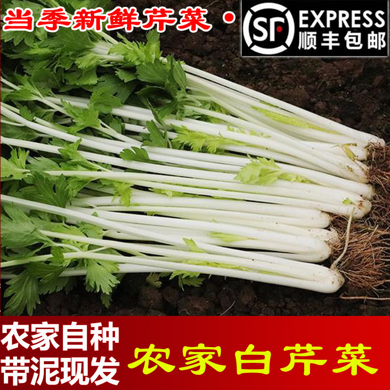顺丰包邮四川芹菜新鲜蔬菜水芹菜当季清香白芹菜时令叶菜香芹