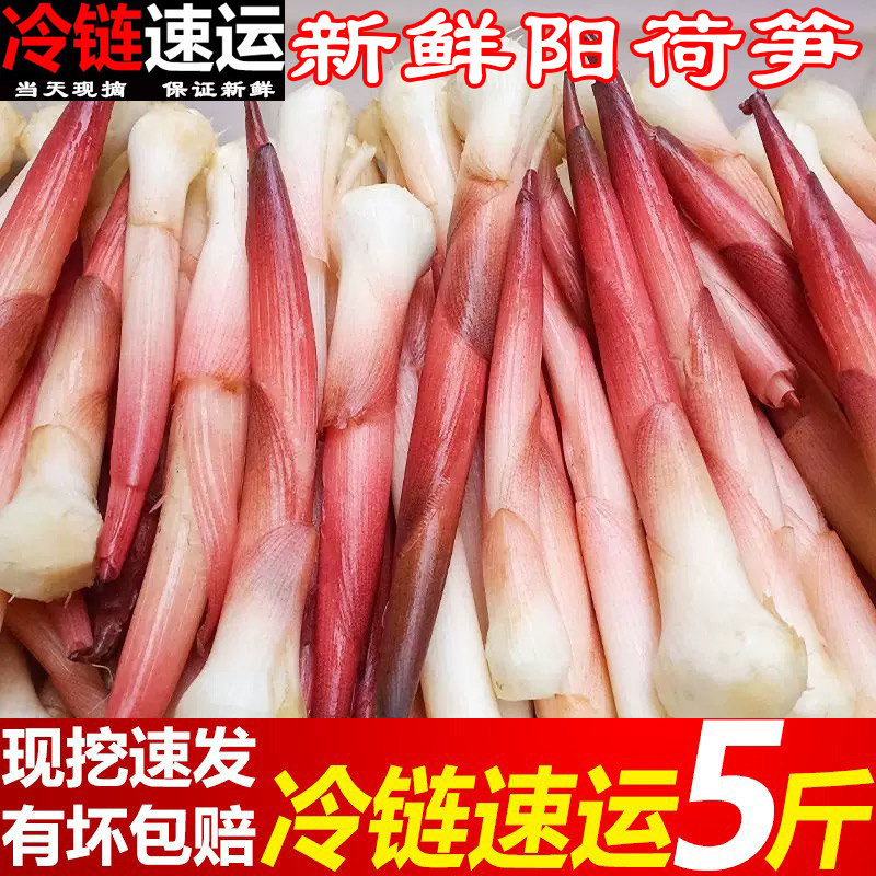 阳荷芽云南新鲜洋火现摘阳藿阳和姜蘘荷姜笋洋荷当季