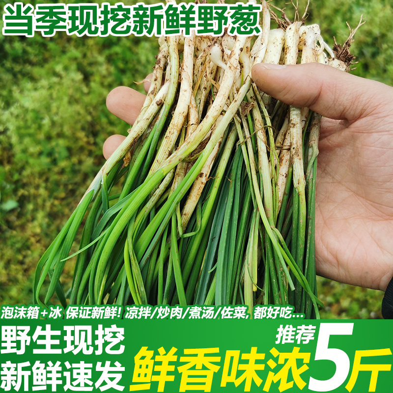 沙葱野葱田亲现摘现发
