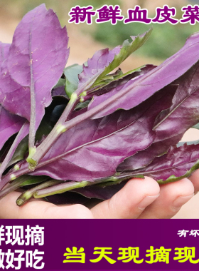 现摘血皮菜当季新鲜嫩紫背菜天葵观音菜叶菜配猪肝蔬菜