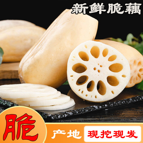 现挖湖北脆藕5斤新鲜莲藕脆新鲜脆藕2026年新藕带泥发货
