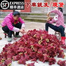 顺丰速运 香椿芽新鲜香椿芽尖蔬菜香椿红油香椿春天 现摘四川当季