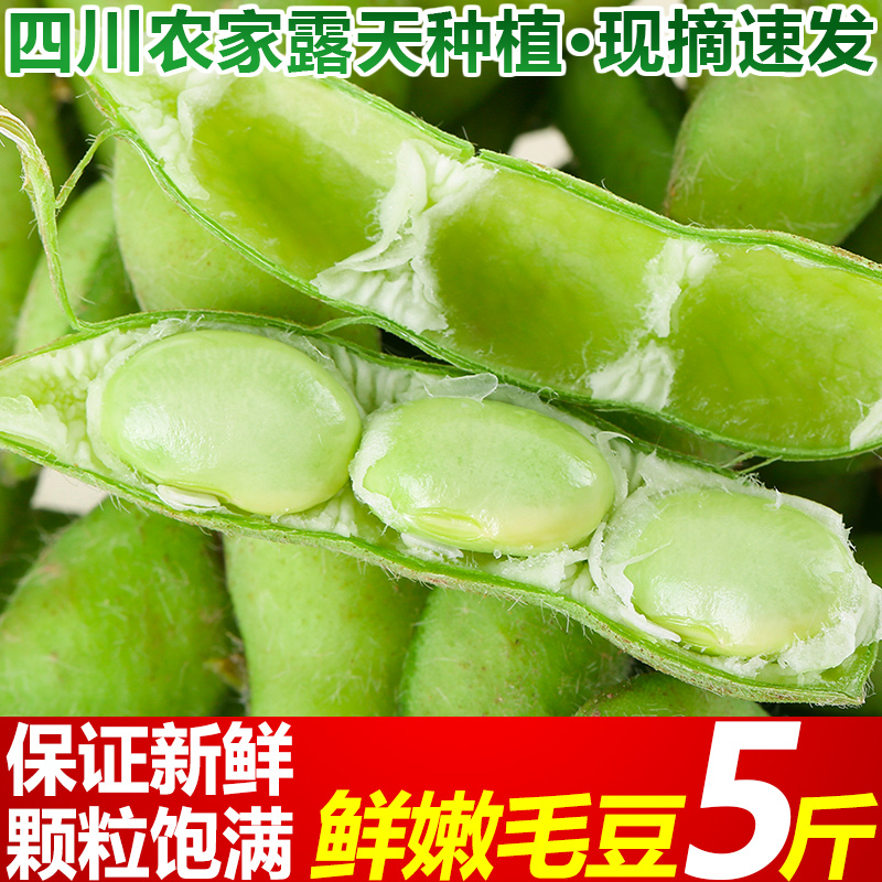 现摘当季新鲜毛豆5斤青豆时令蔬菜豆角农家自种生大豆嫩豆荚包邮
