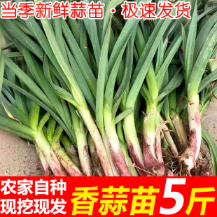 现挖现发蒜苗当季 新鲜蔬菜红皮青蒜苗农家大蒜香蒜苗