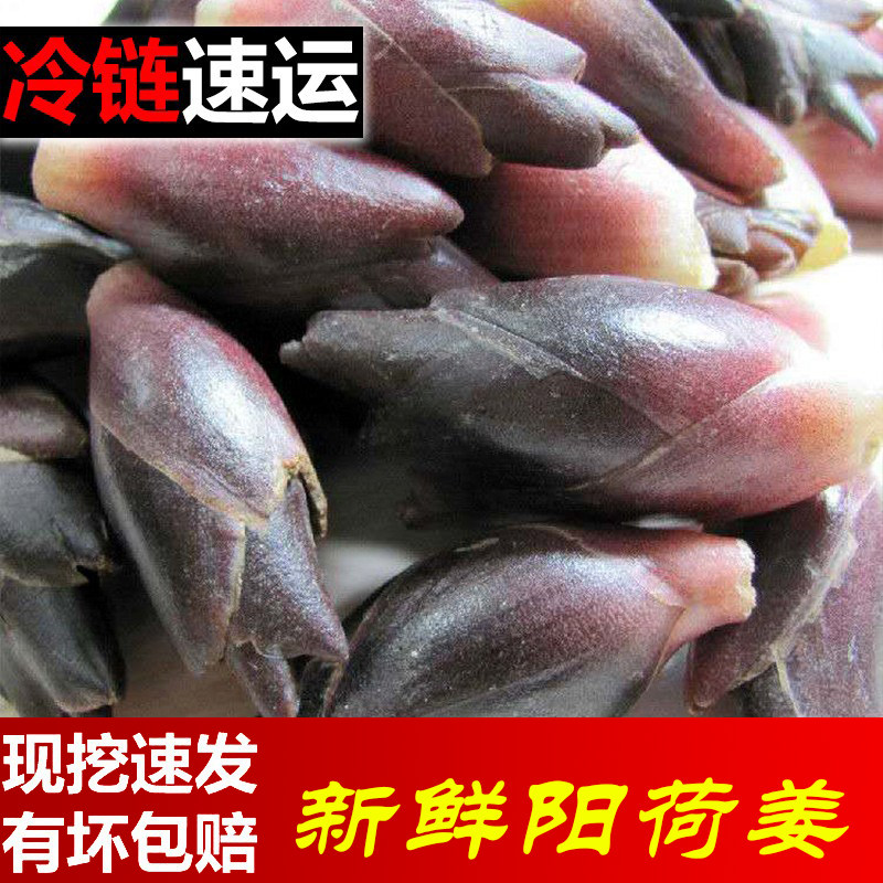 现摘阳荷姜当季新鲜姜食用姜笋洋河姜阳藿洋荷姜芽阳和