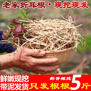 鲜香脆嫩折耳根新鲜蔬菜鱼腥草现挖带泥侧耳根根猪鼻孔节节根