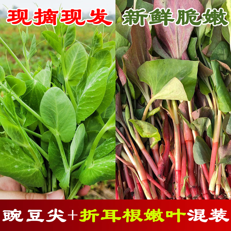 新鲜豌豆尖+折耳根叶子混合装拼装组合装现摘现发各一半