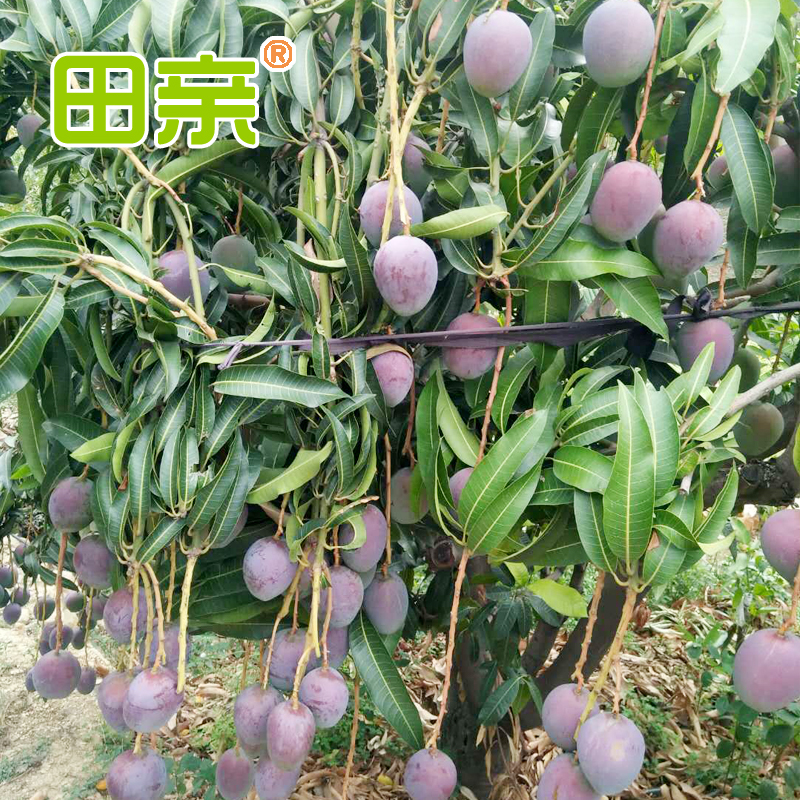 攀枝花吉祿芒果買五斤送五斤帶箱約10斤新鮮水果整箱批發包郵