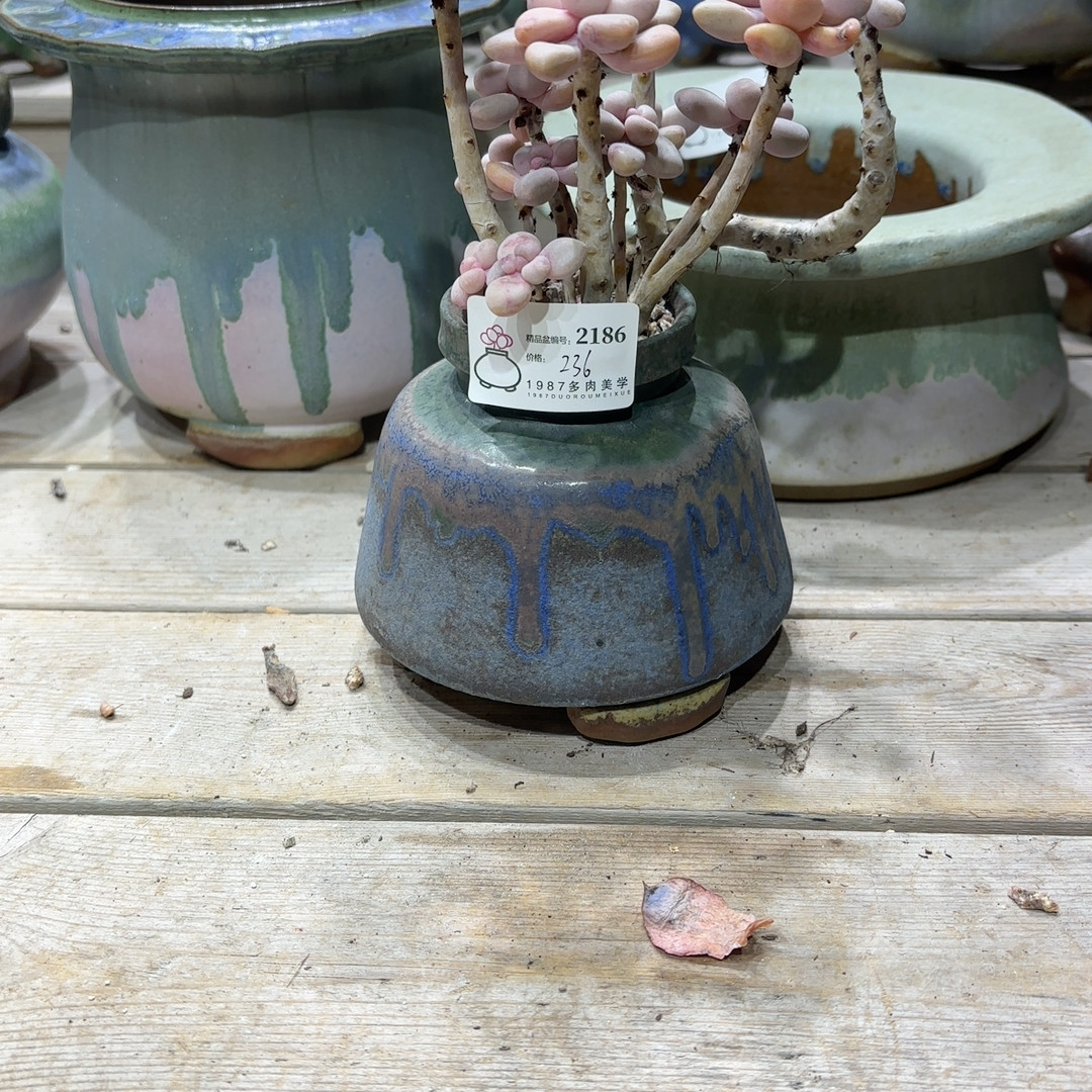 精品2186 禾,鲜花速递/花卉仿真/绿植园艺,花盆,淘宝优惠券,粉丝福利购,淘宝优惠卷