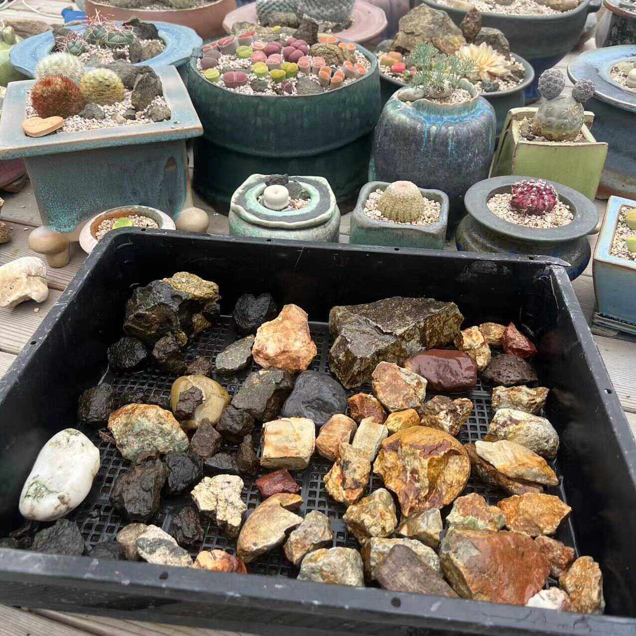 1987原生态风格精挑造景岩石仙人球番杏龙舌兰4.5～5斤,鲜花速递/花卉仿真/绿植园艺,多肉植物,淘宝优惠券,粉丝福利购,淘宝优惠卷