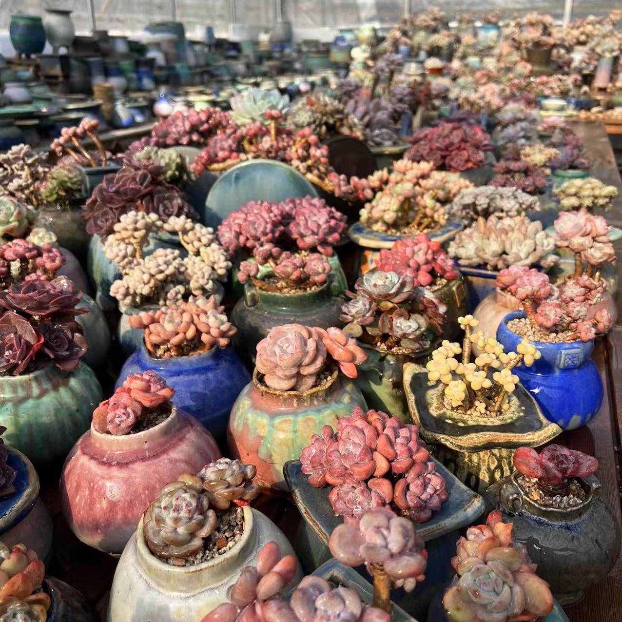 [现货六]1987定制轻奢多肉花盆景天番杏,鲜花速递/花卉仿真/绿植园艺,花盆,淘宝优惠券,粉丝福利购,淘宝优惠卷