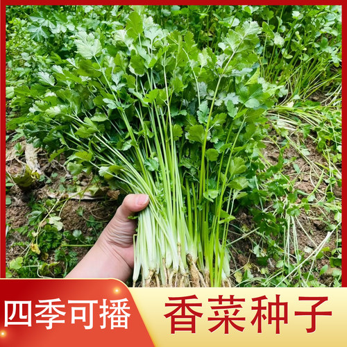 香菜四季阳台盆栽香菜种子言须子