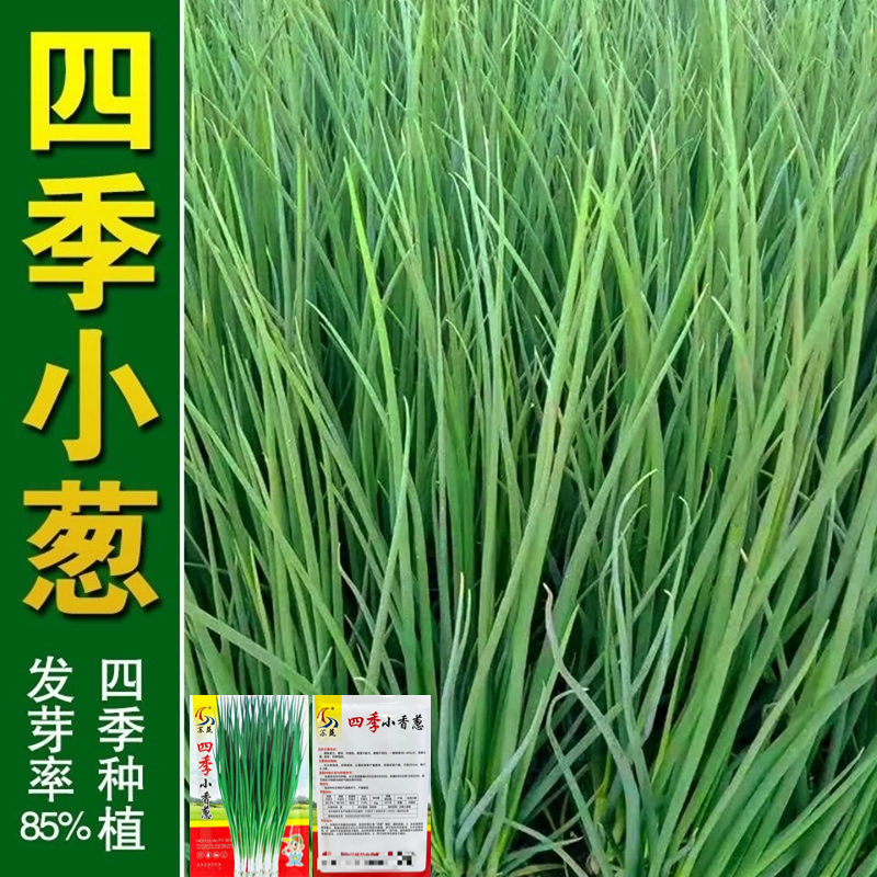 简单易种植懒人四季小香葱种子
