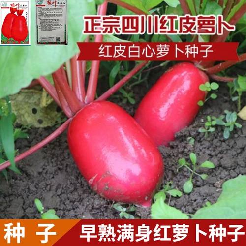 四川蔬菜种子红皮白心