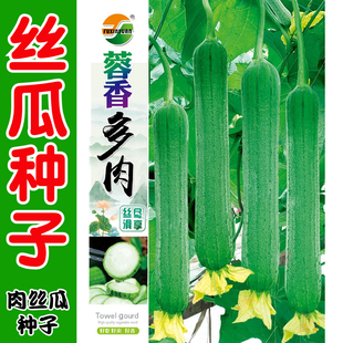多肉丝瓜种子早熟丝瓜种子丝瓜籽种子瓜条顺直庭院春秋播蔬菜种子