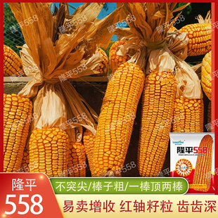 杂交玉米种子隆平558高抗倒伏优质粒大苞谷种籽棒大苞米粮食种孑