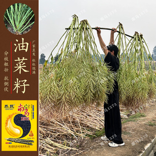 南马1573铁杆抗倒四川油菜种子分枝多荚果密甘蓝型杂交黑籽油菜