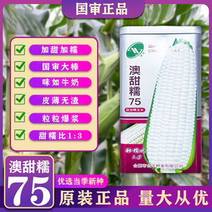 【合丰】澳甜糯75玉米种子加甜糯白苞谷种高产矮杆大棒鲜食苞米