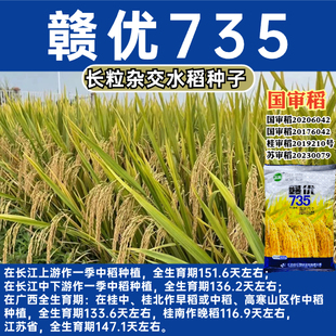 赣优735水稻种子长粒香稻米质优饭好吃口感好稻种谷种杂交水稻种