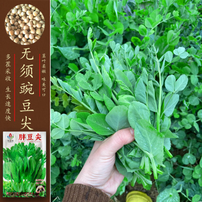 多茬采收无须豌豆尖种籽