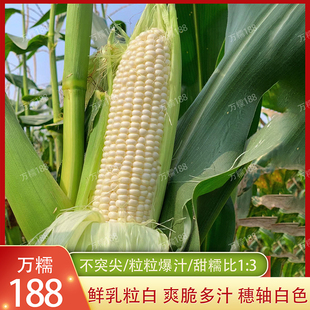 万糯188白甜糯玉米种子杂交苞谷种春夏播种鲜食白玉米种籽