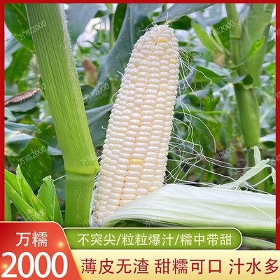 万糯2000玉米种子杂交白甜糯苞谷种春季播种大棒鲜食苞米种籽