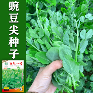 蔬菜籽 豌豆苗种子四川豌豆尖种子豌豆尖种籽豌豆籽易种芽苗菜秋季