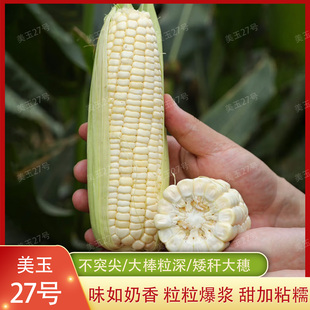 美玉27号加甜糯玉米种子国审玉杂交苞谷种籽白色大棒鲜食苞米