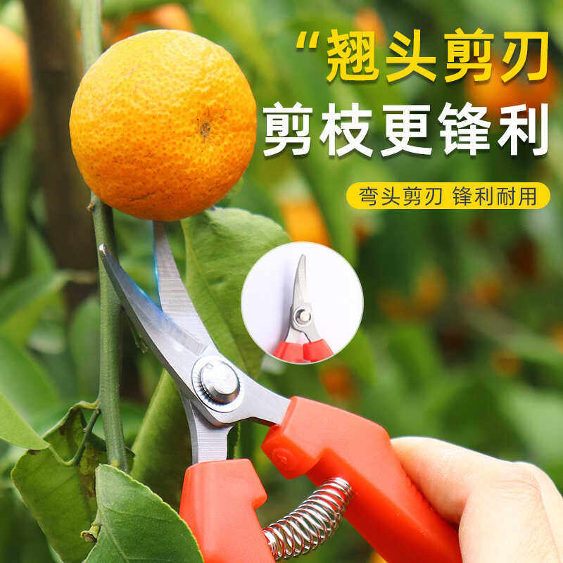 水果专用葡萄花椒剪子
