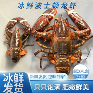 冰鲜波士顿龙虾鲜活大龙虾波龙澳洲大龙虾红龙虾小青龙古巴龙礼盒