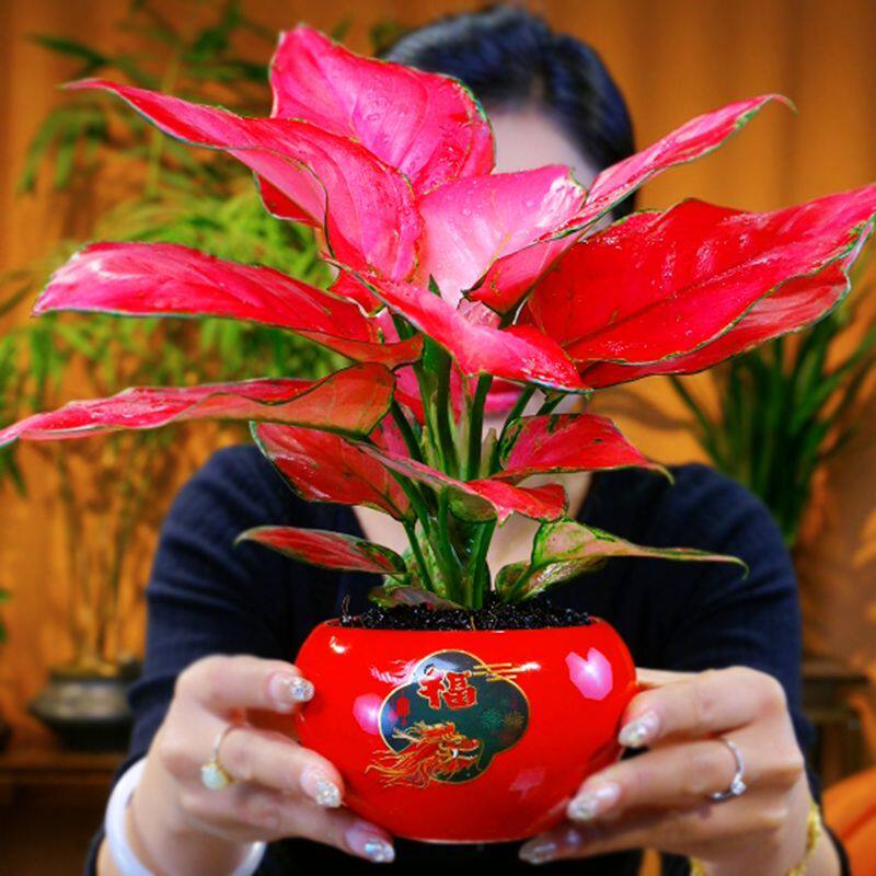 吉利红如意水培花瓶桌面绿植