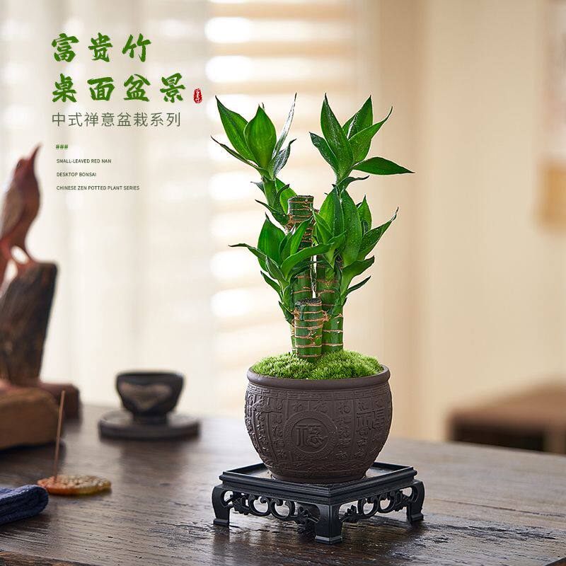 富贵竹步步高升荷花竹中式造型盆栽室内招财花卉绿植花卉盆景植物