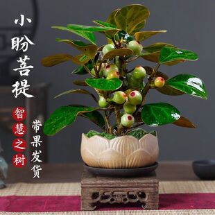 【小盼菩提】树盆栽带果苔藓球挂果室内茶台办公室桌面禅意叶老桩
